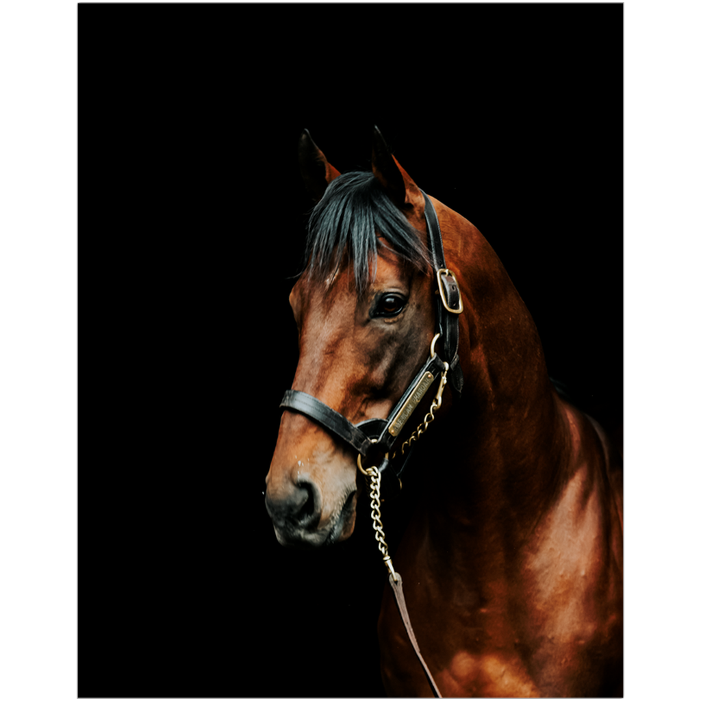 American Pharoah Series 2, Print