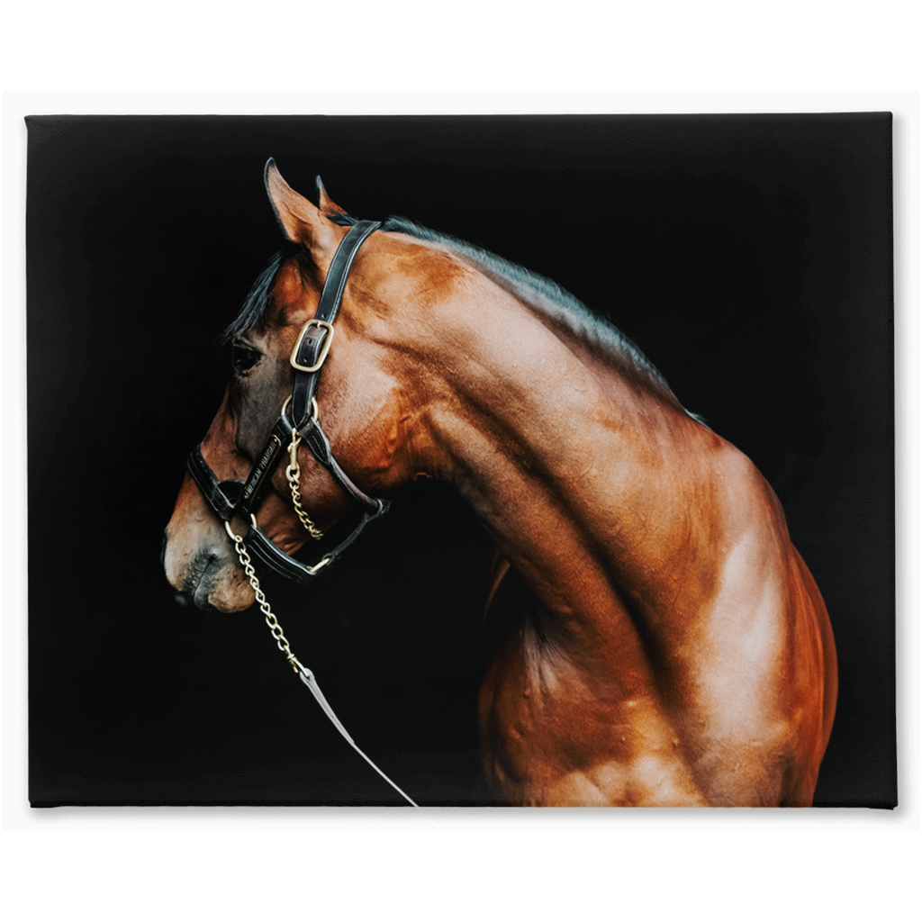 American Pharoah Series 5, Stretched Canvas