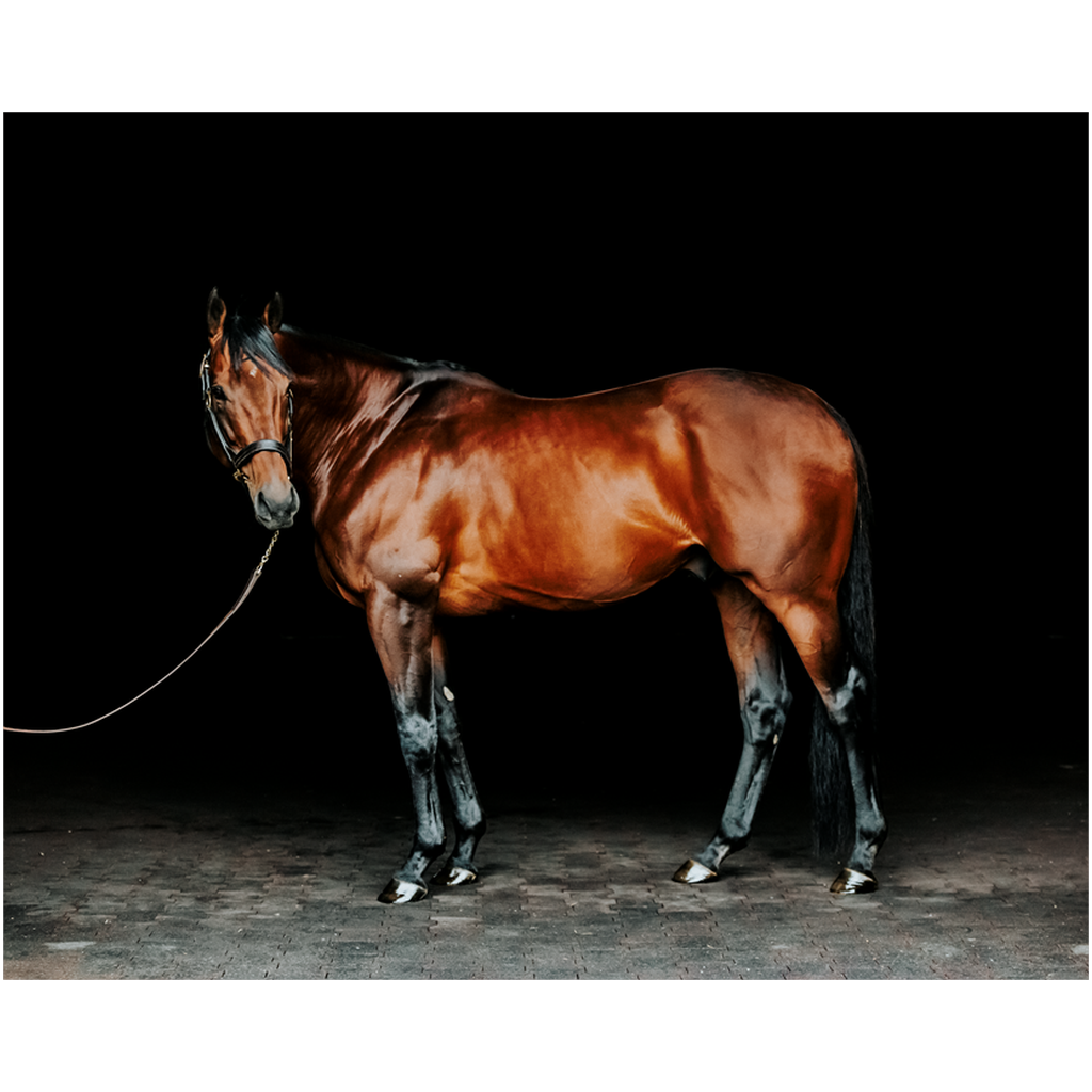 American Pharoah Series 1, Print