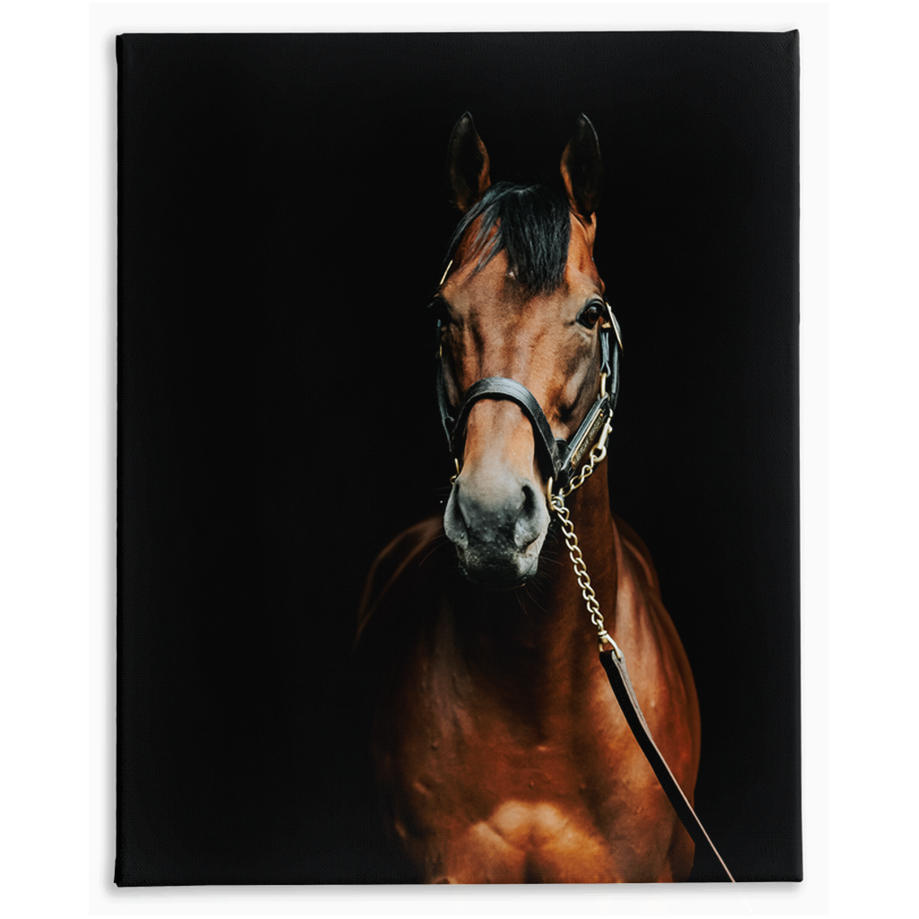 American Pharoah Series 4, Stretched Canvas