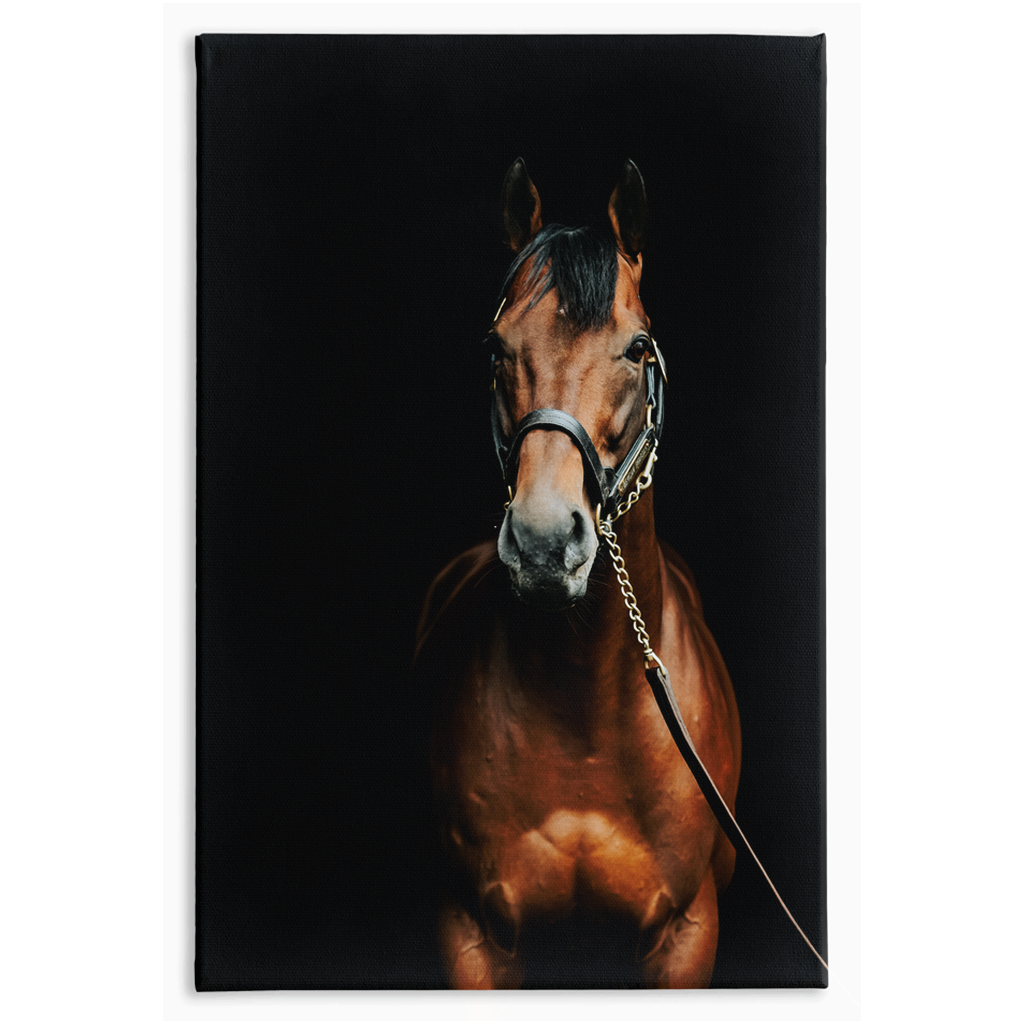 American Pharoah Series 4, Stretched Canvas