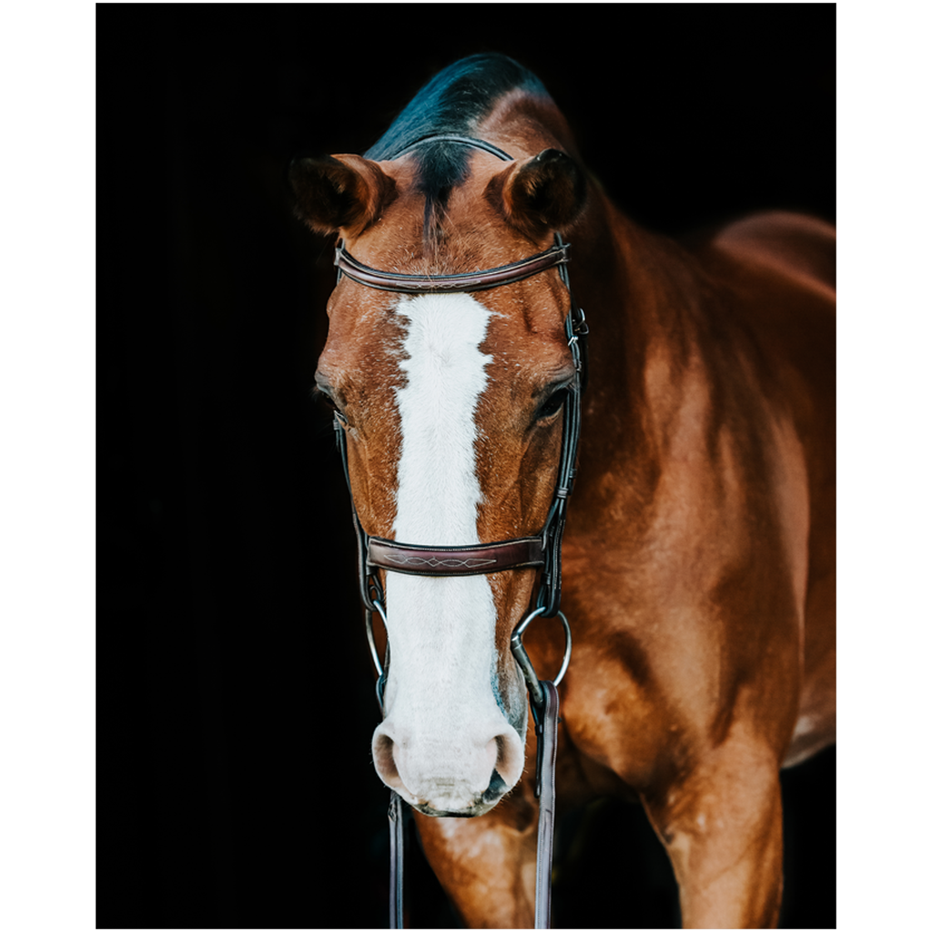 Huntsman Series 6, Print