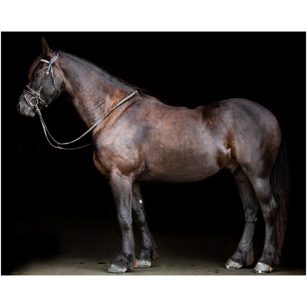 Regal Series 11, Print