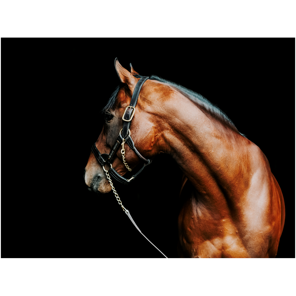 American Pharoah Series 5, Print