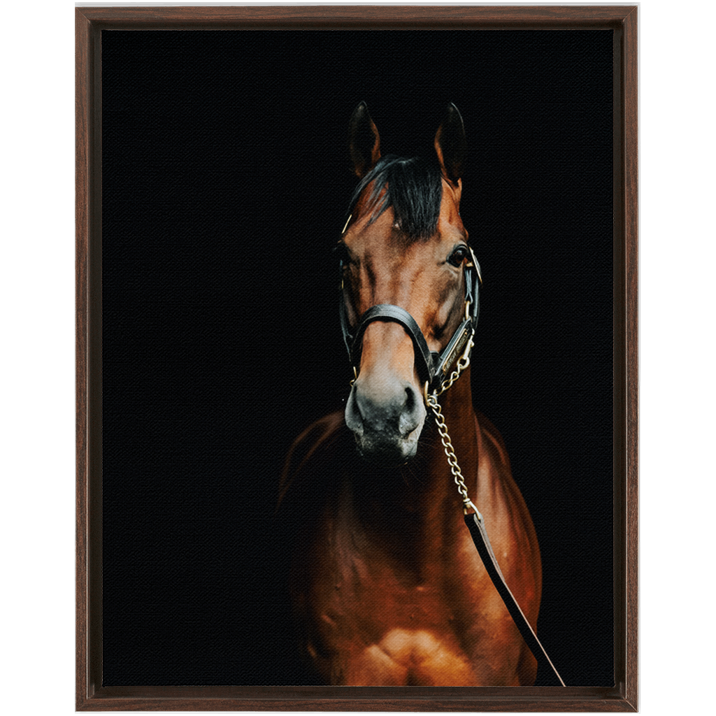 American Pharoah Series 4, Framed Canvas