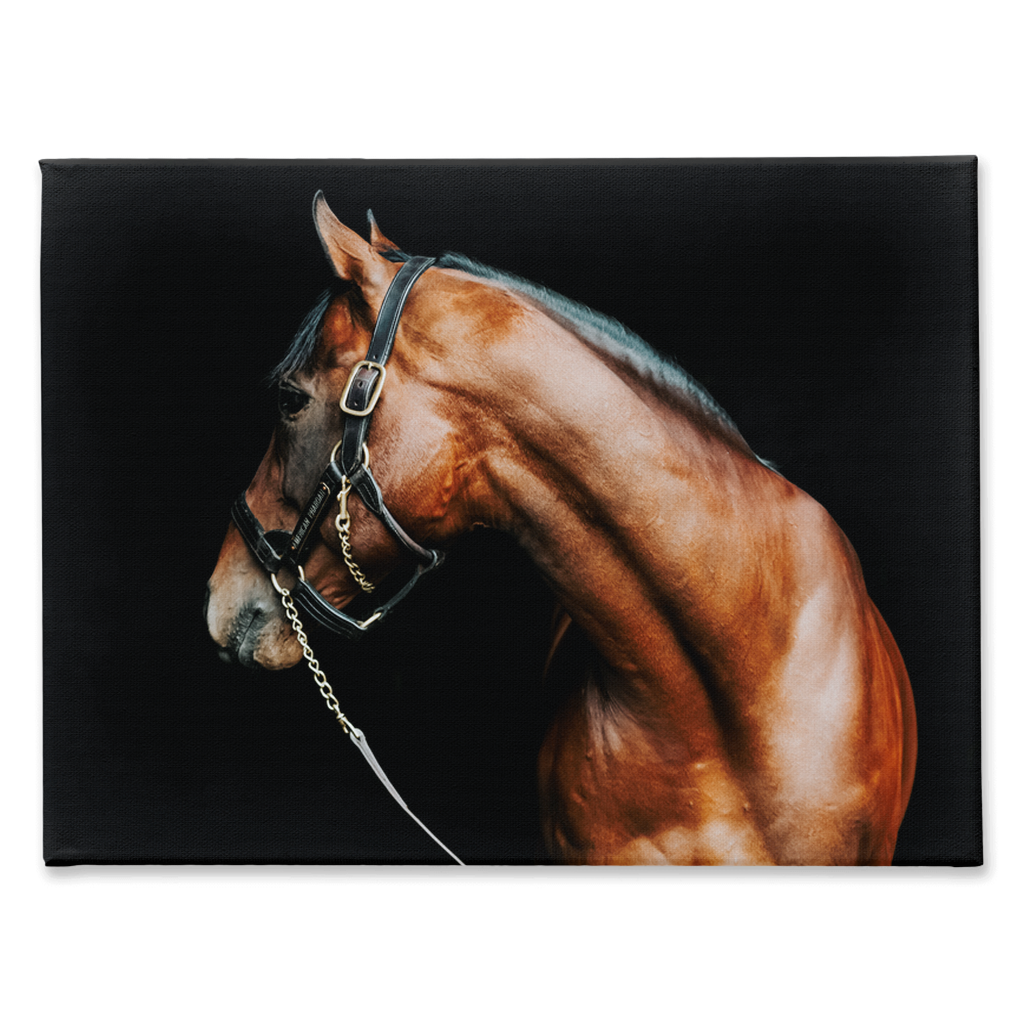 American Pharoah Series 5, Stretched Canvas