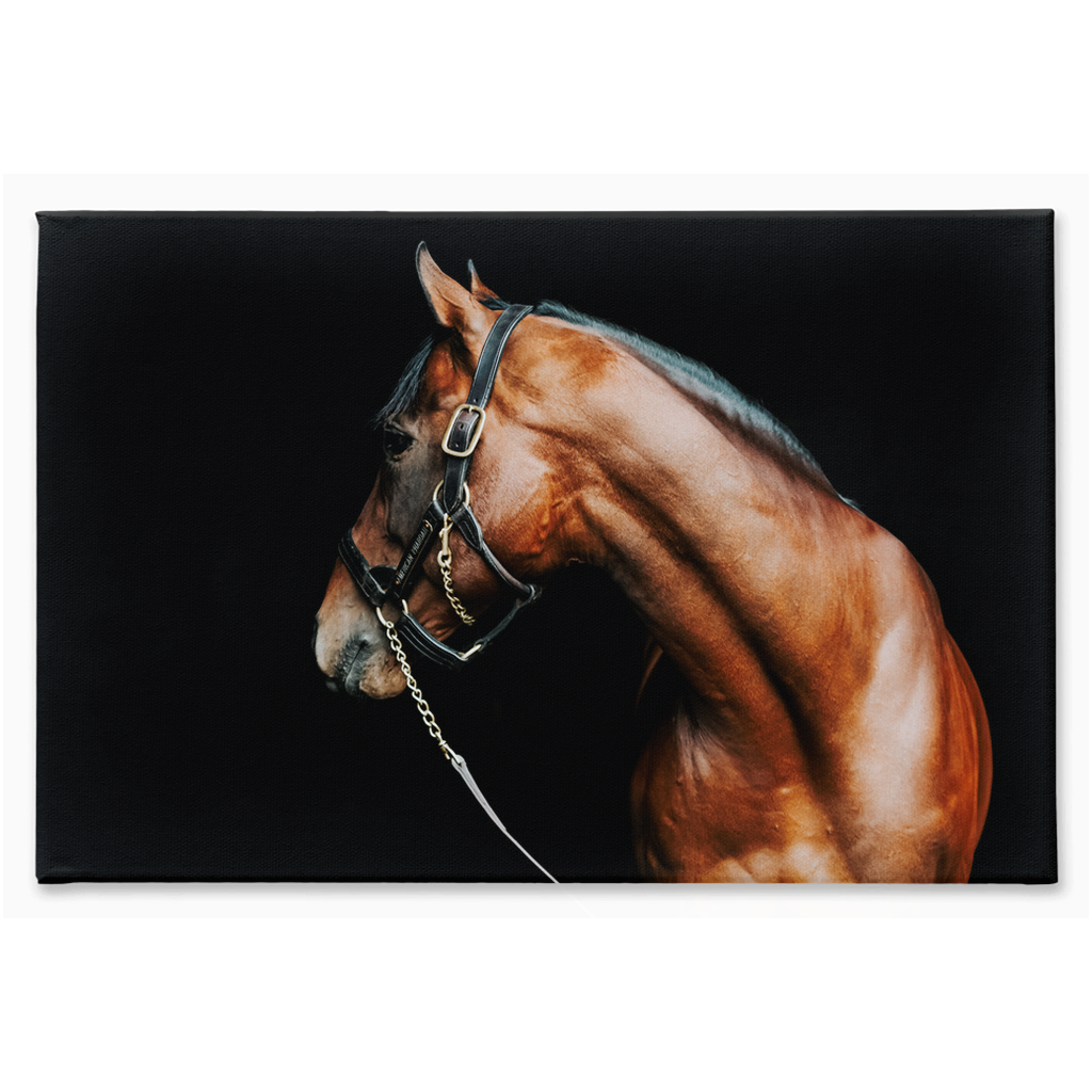 American Pharoah Series 5, Stretched Canvas