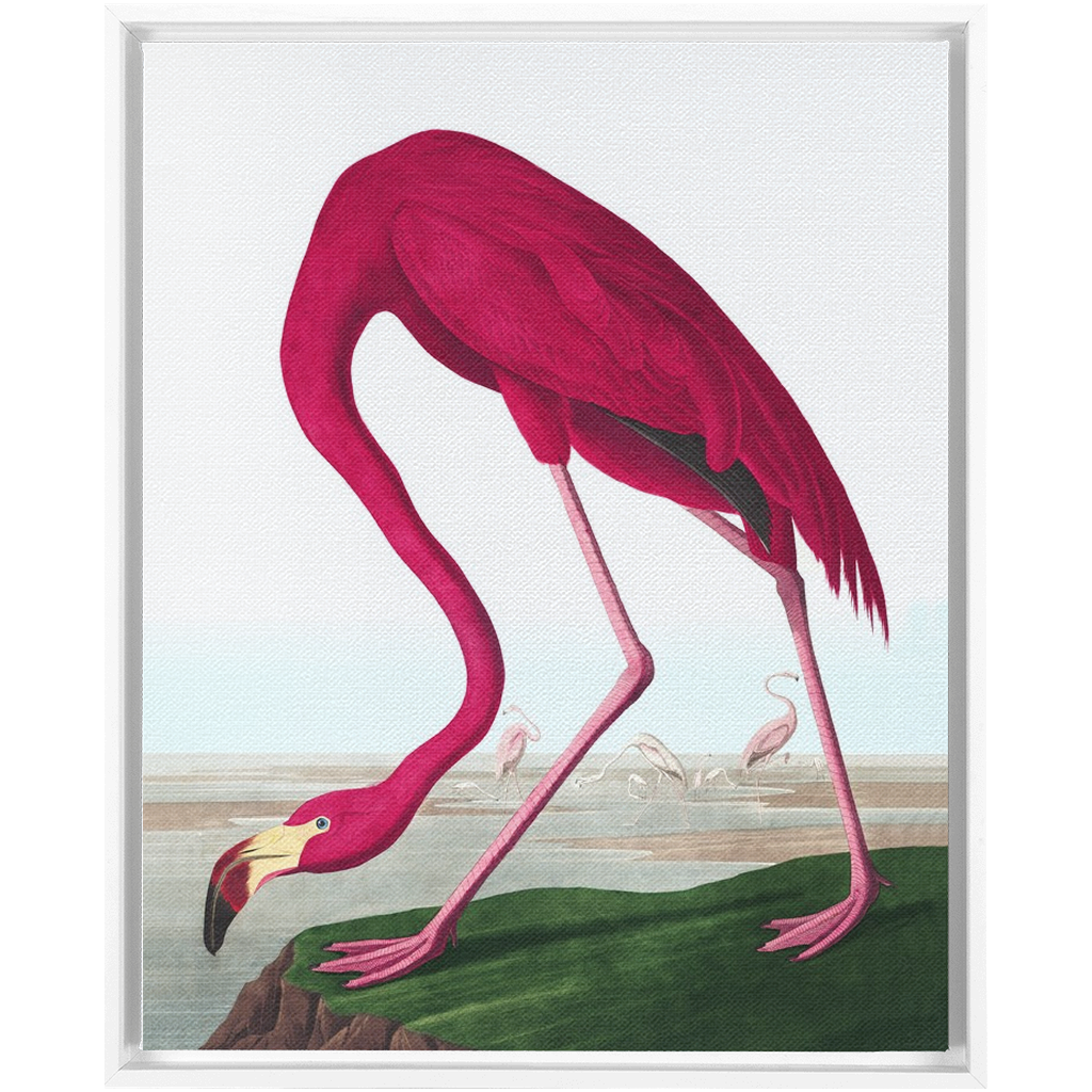 Modern Audobon Flamingo, Framed Canvas