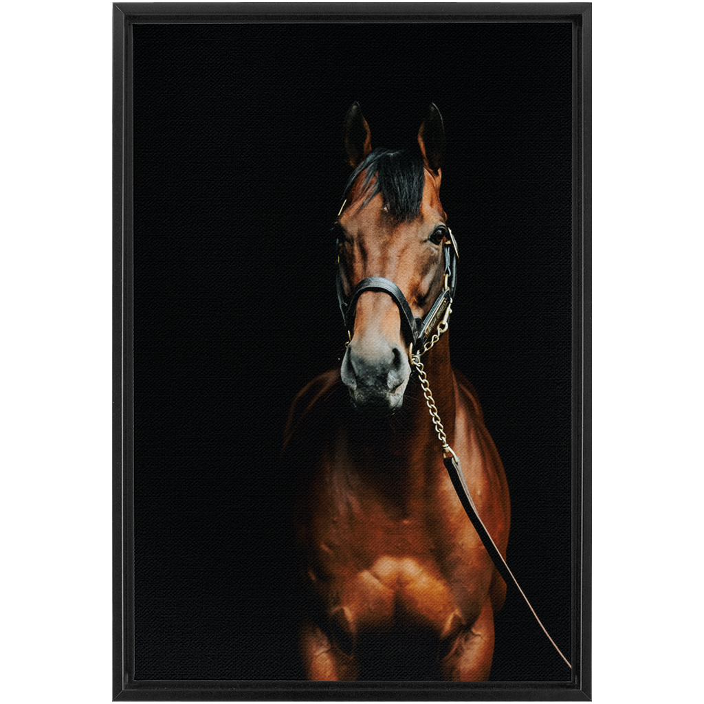 American Pharoah Series 4, Framed Canvas