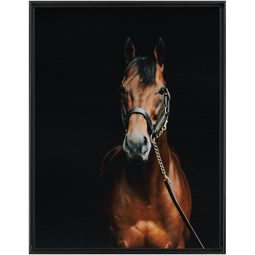 American Pharoah Series 4, Framed Canvas