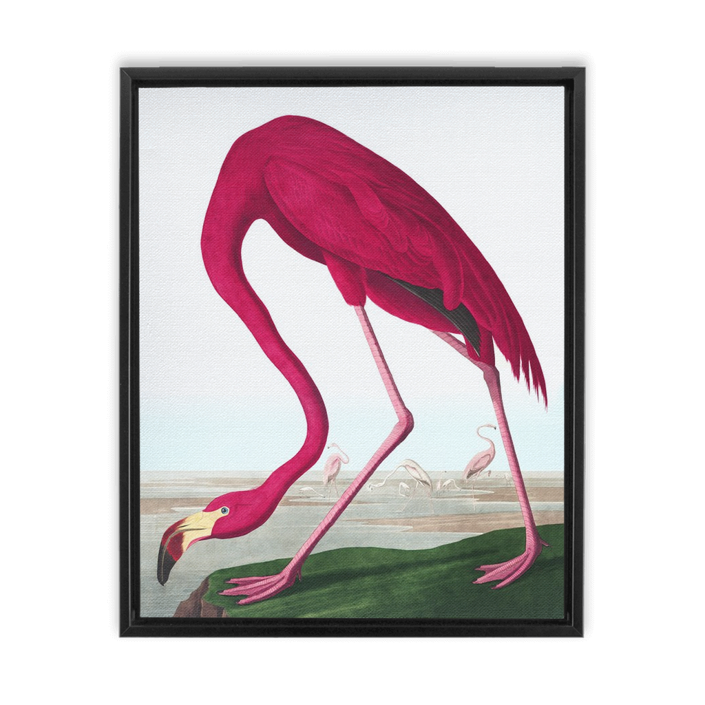 Modern Audobon Flamingo, Framed Canvas