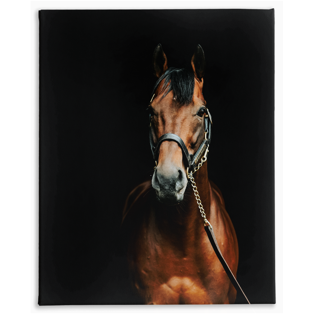 American Pharoah Series 4, Stretched Canvas