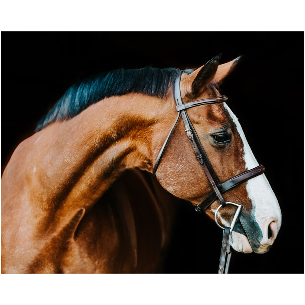 Huntsman Series 3, Print