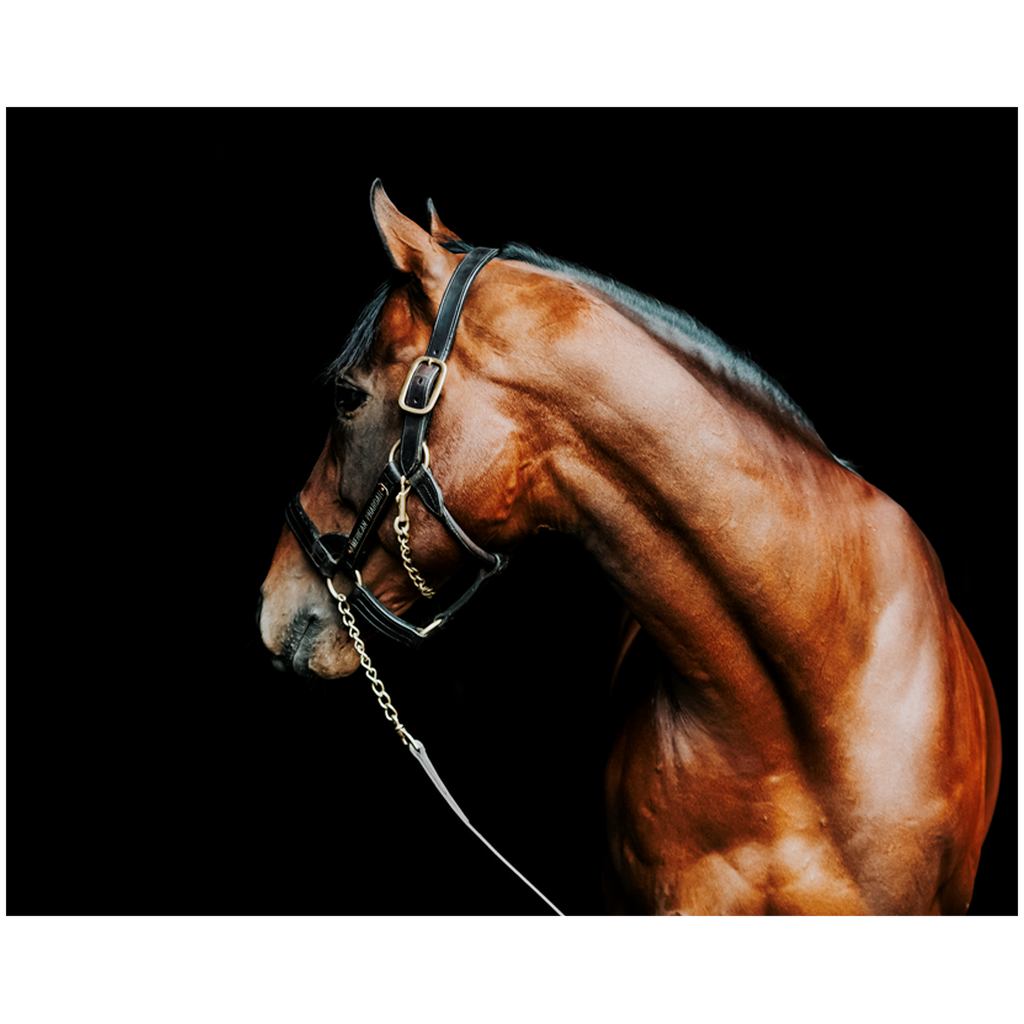 American Pharoah Series 5, Print