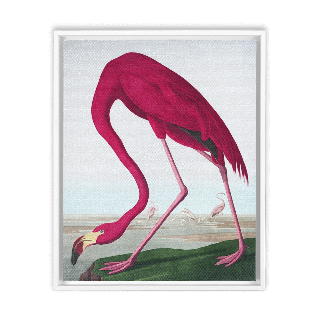 Modern Audobon Flamingo, Framed Canvas