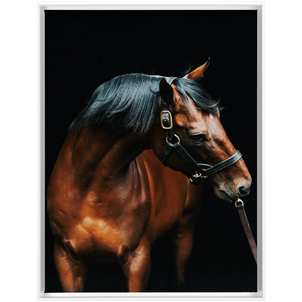 American Pharoah Series 3, Framed Canvas