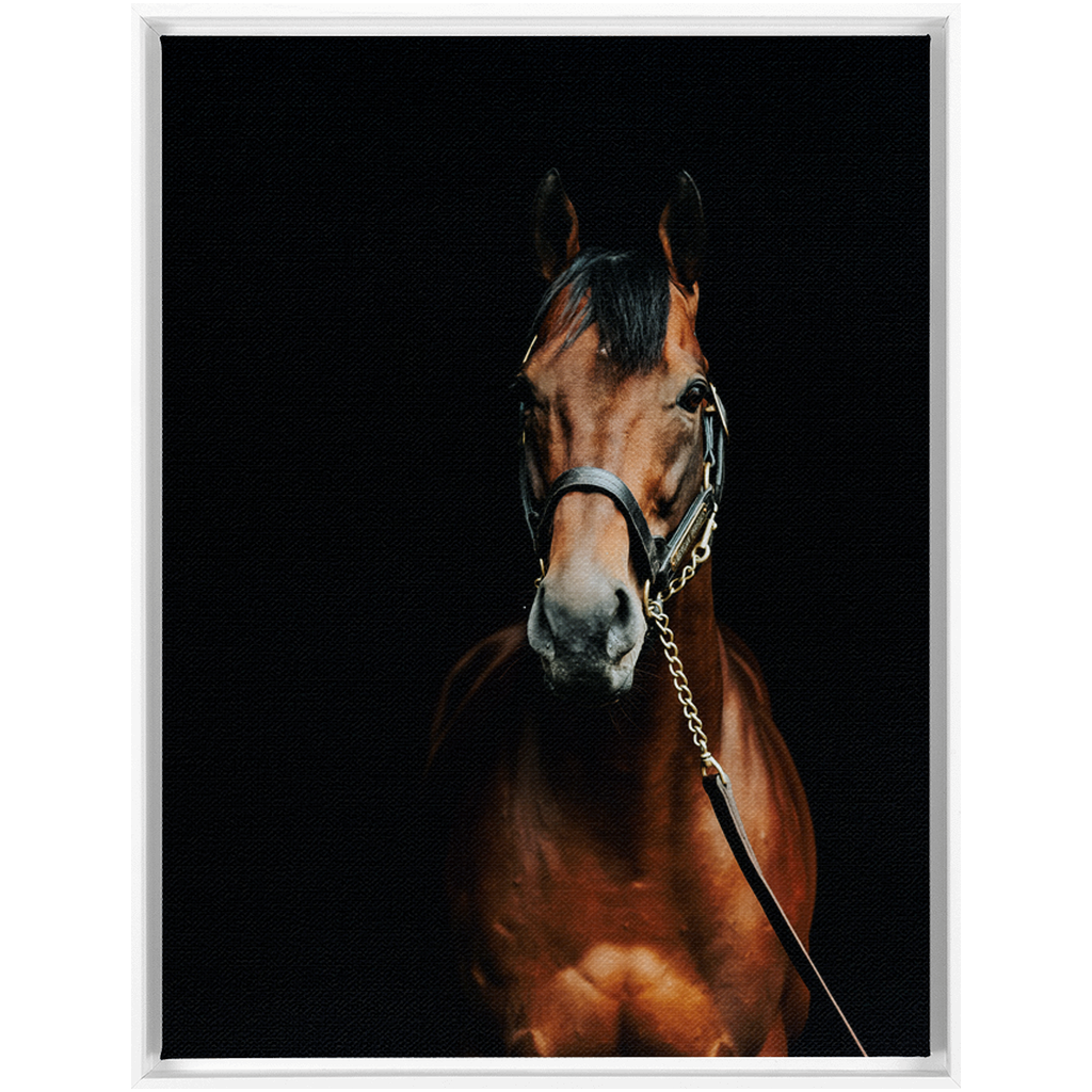 American Pharoah Series 4, Framed Canvas