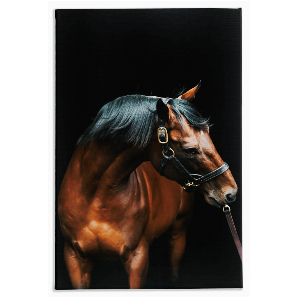American Pharoah Series 3, Stretched Canvas