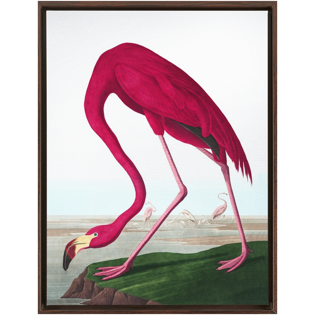 Modern Audobon Flamingo, Framed Canvas