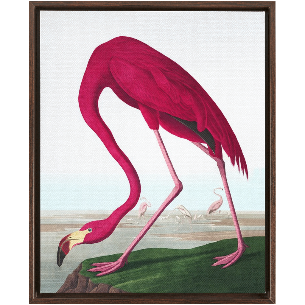 Modern Audobon Flamingo, Framed Canvas