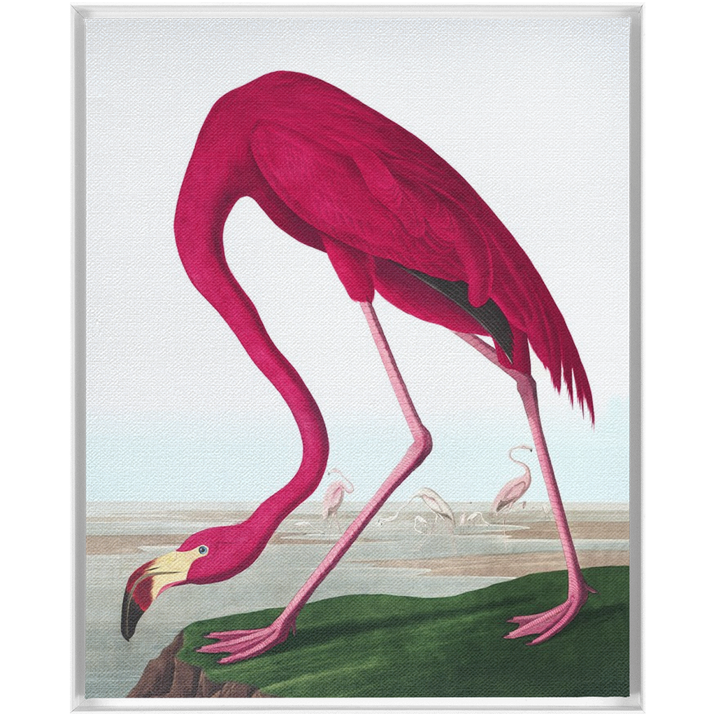 Modern Audobon Flamingo, Framed Canvas