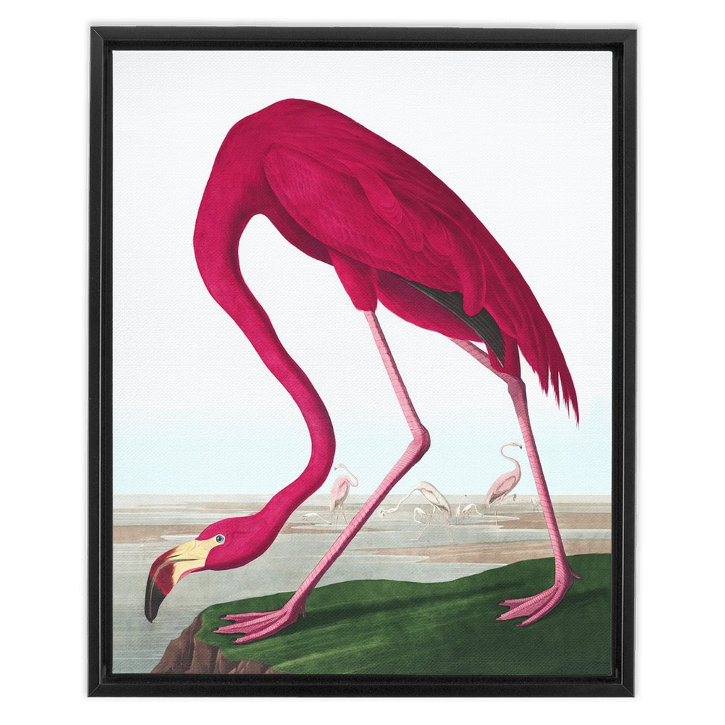 Modern Audobon Flamingo, Framed Canvas