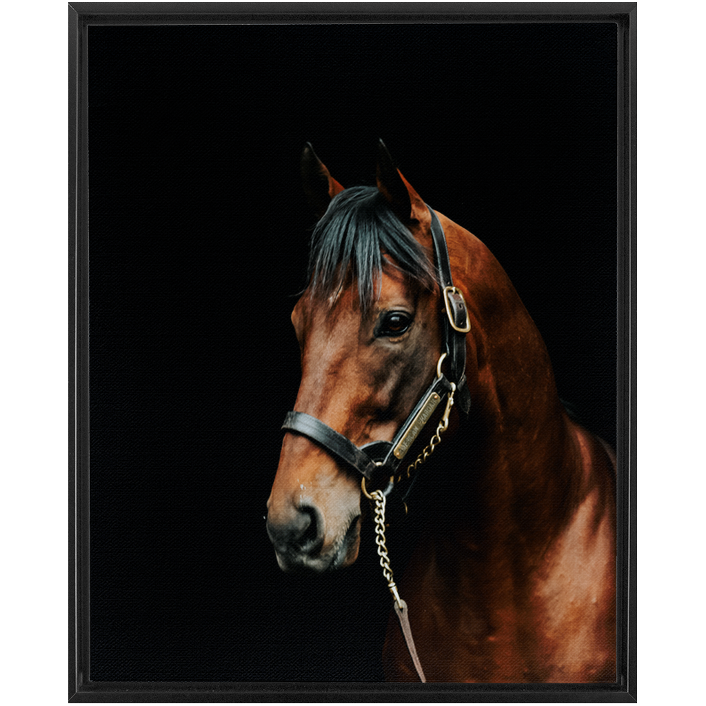 American Pharoah Series 2, Framed Canvas