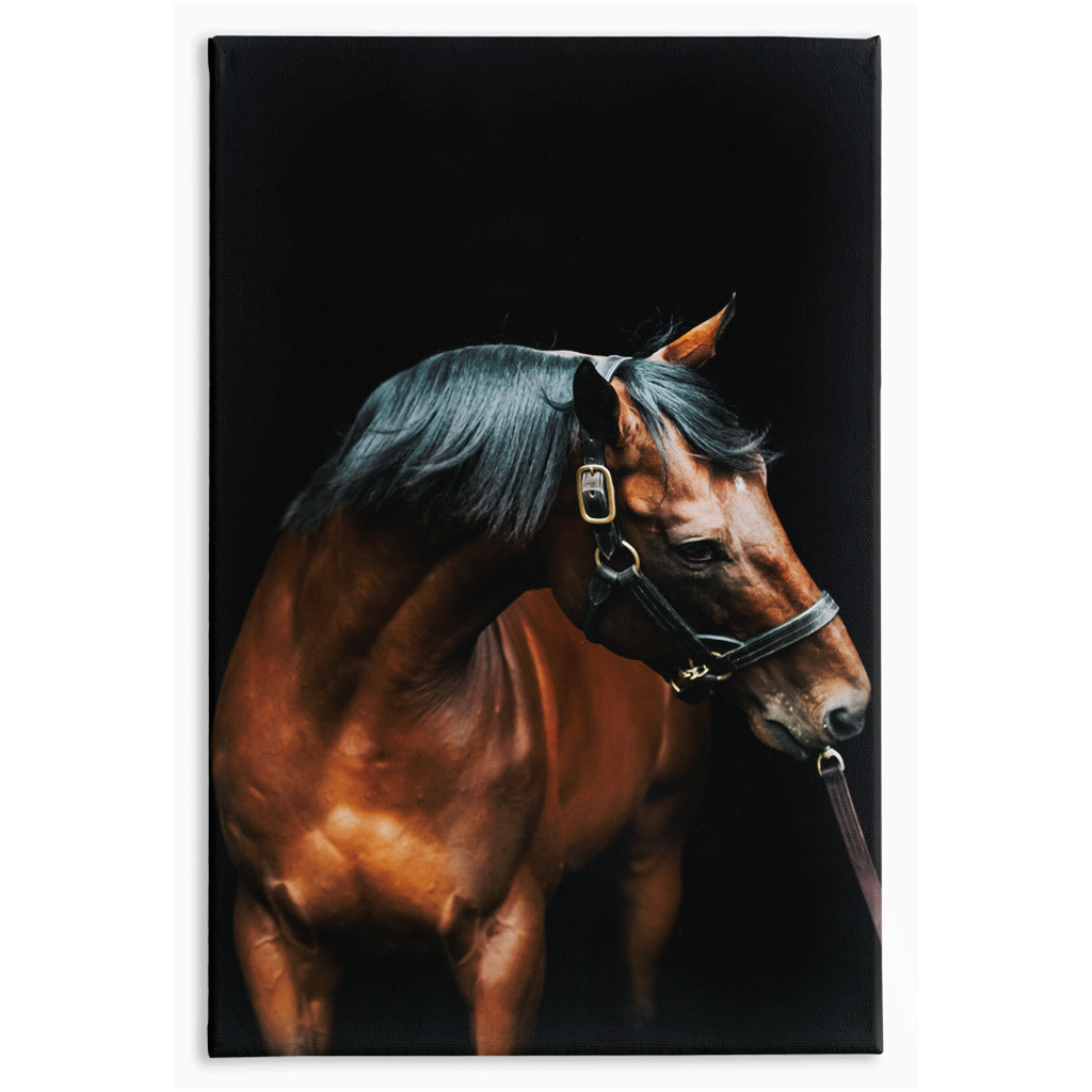 American Pharoah Series 3, Stretched Canvas