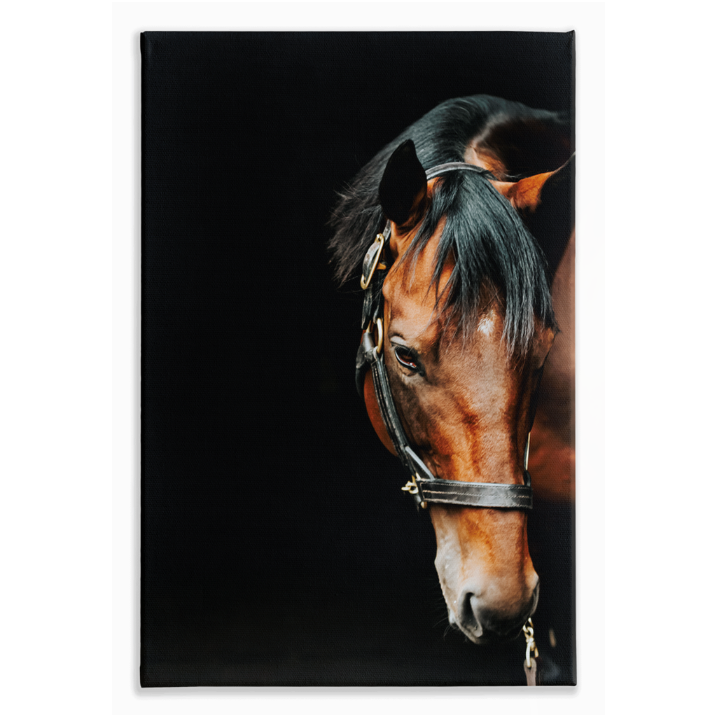 American Pharoah Series 6, Stretched Canvas