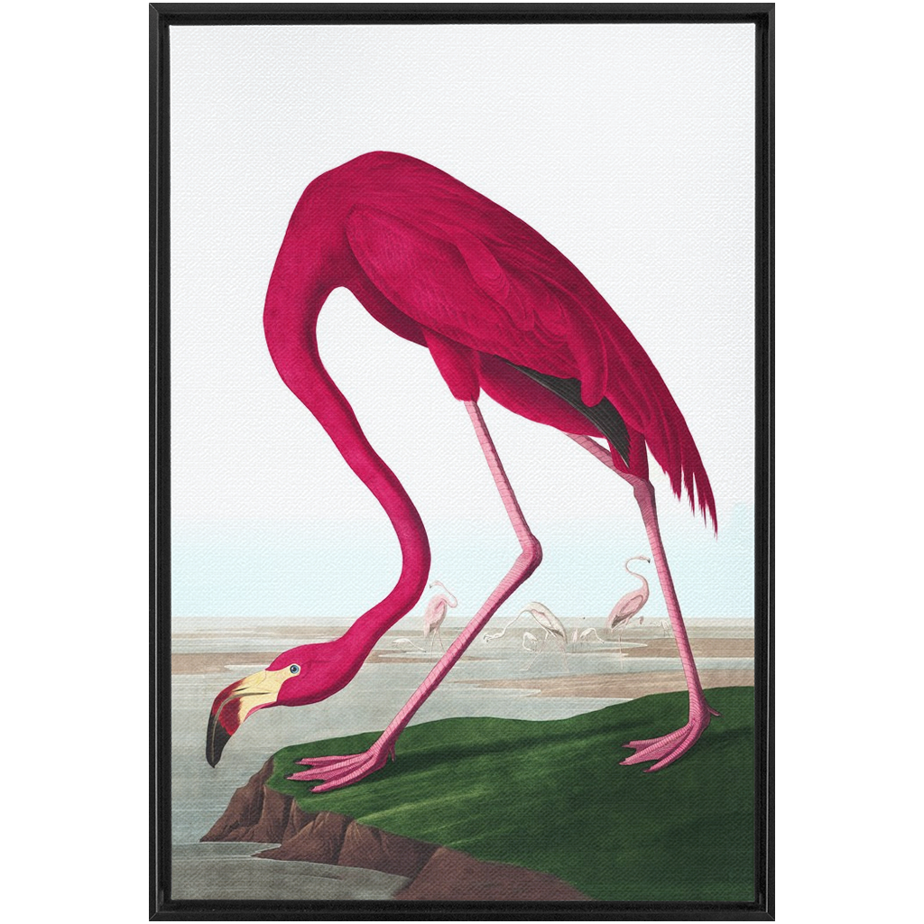 Modern Audobon Flamingo, Framed Canvas