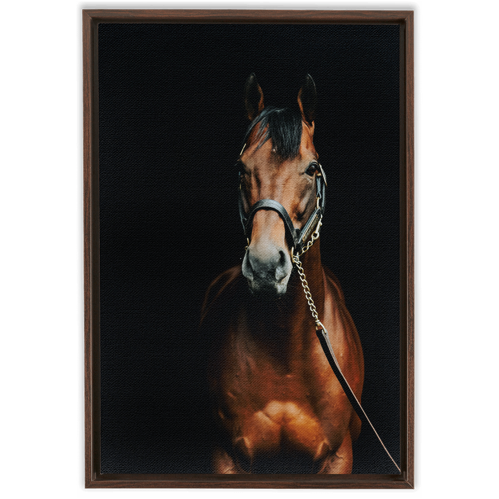 American Pharoah Series 4, Framed Canvas