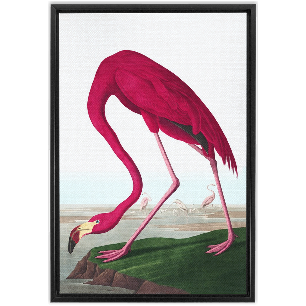 Modern Audobon Flamingo, Framed Canvas