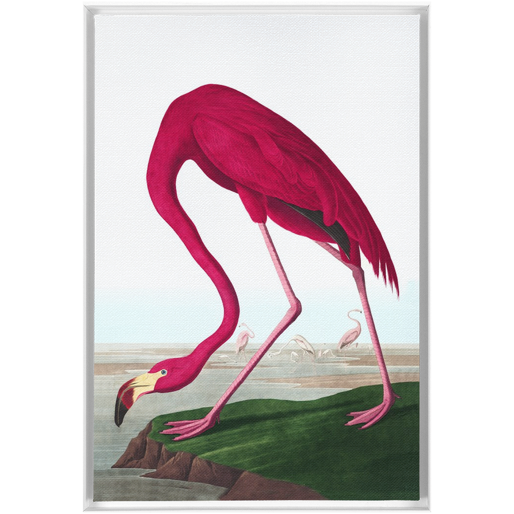 Modern Audobon Flamingo, Framed Canvas
