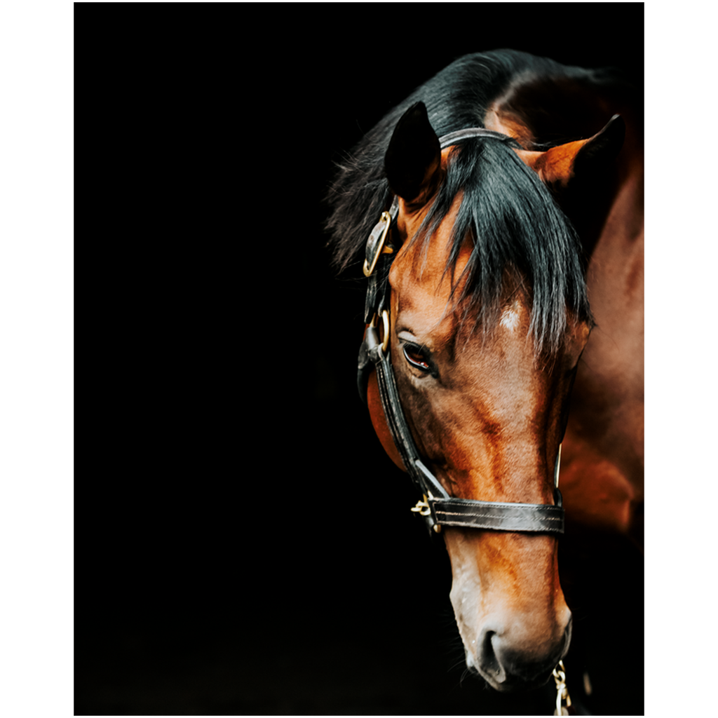 American Pharoah Series 6, Print