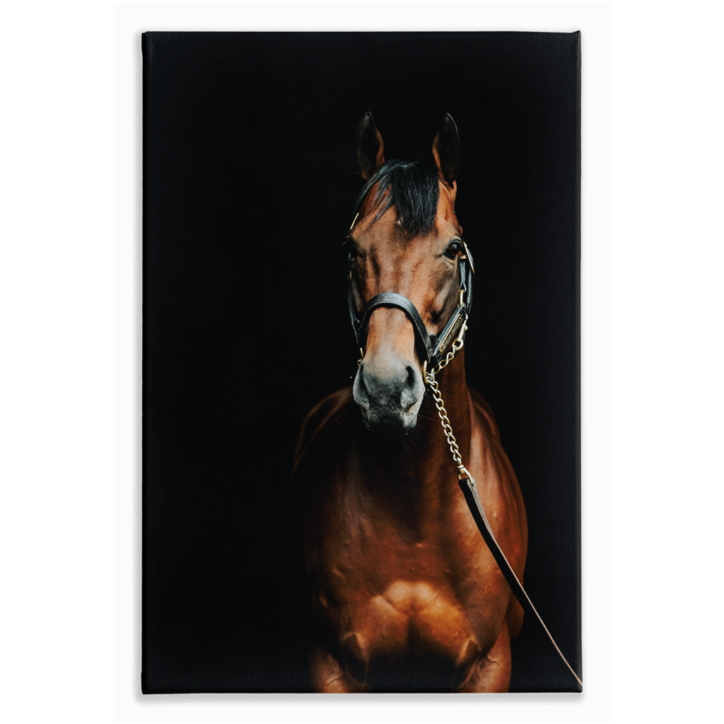American Pharoah Series 4, Stretched Canvas