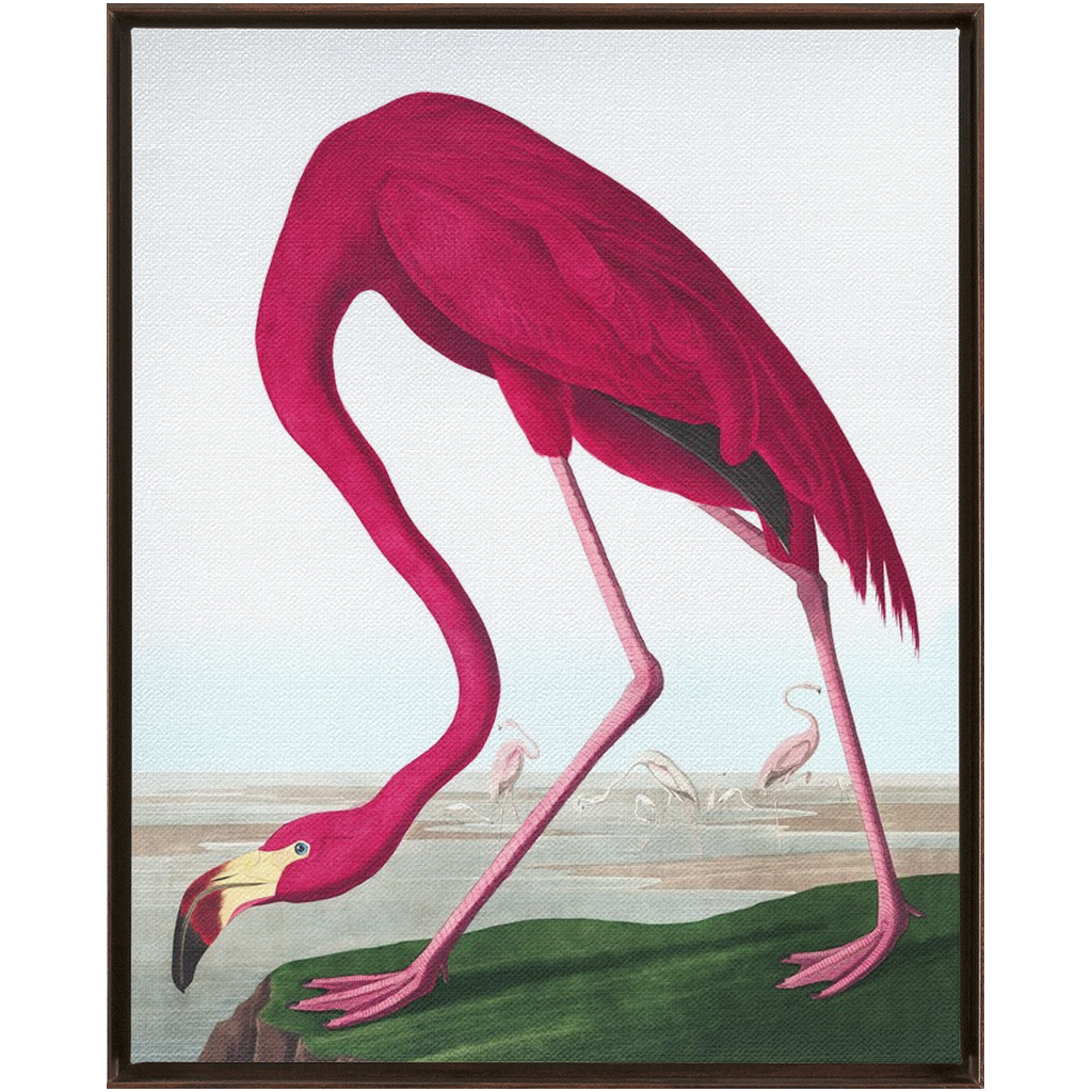 Modern Audobon Flamingo, Framed Canvas