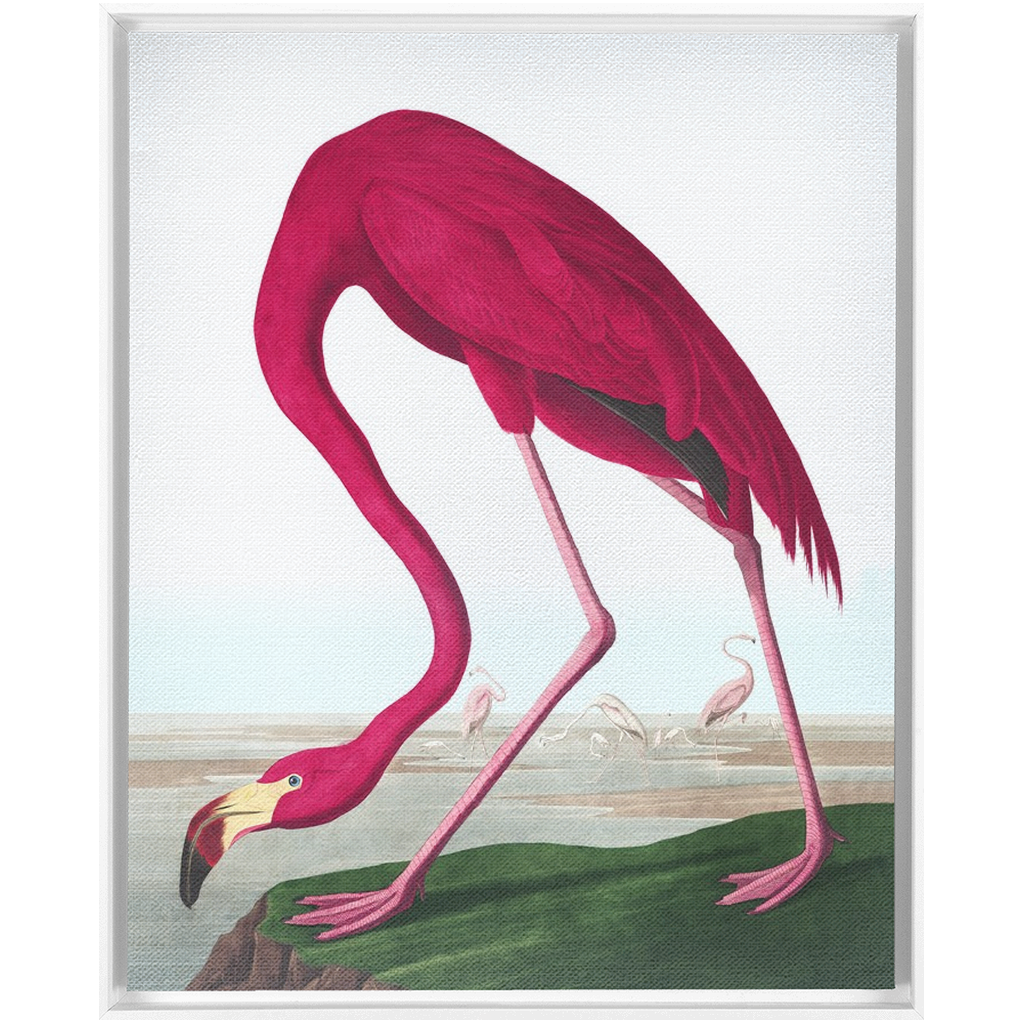 Modern Audobon Flamingo, Framed Canvas