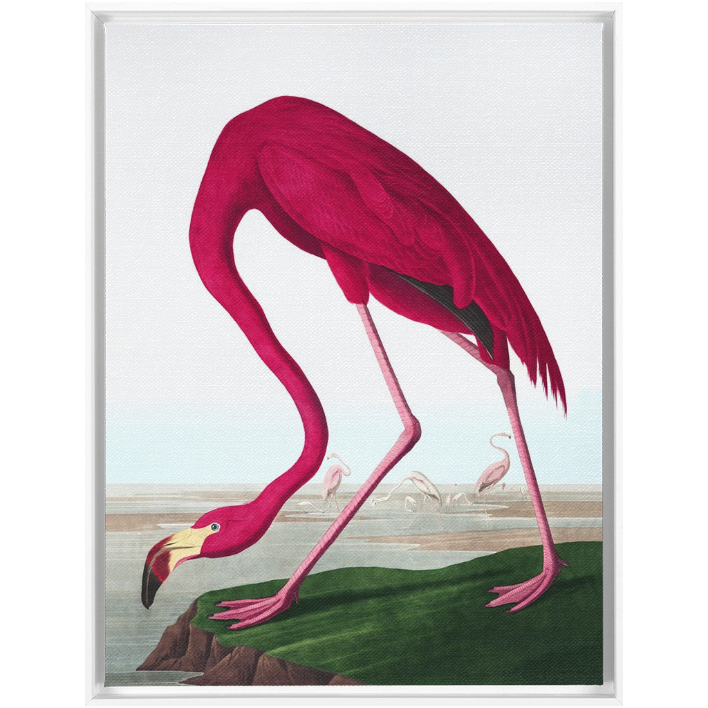 Modern Audobon Flamingo, Framed Canvas