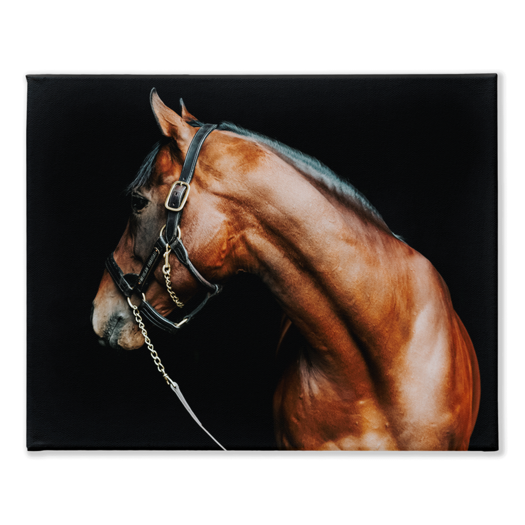 American Pharoah Series 5, Stretched Canvas