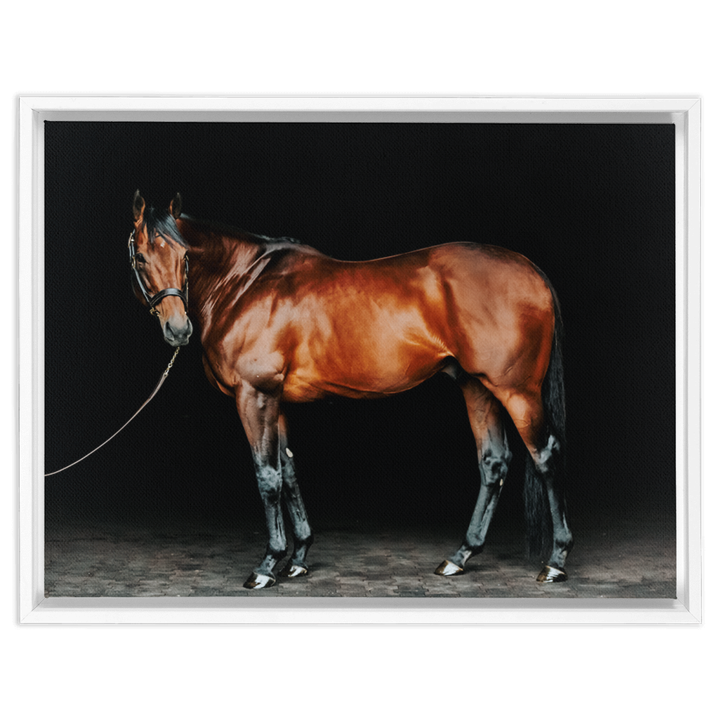 American Pharoah Series 1, Framed Canvas