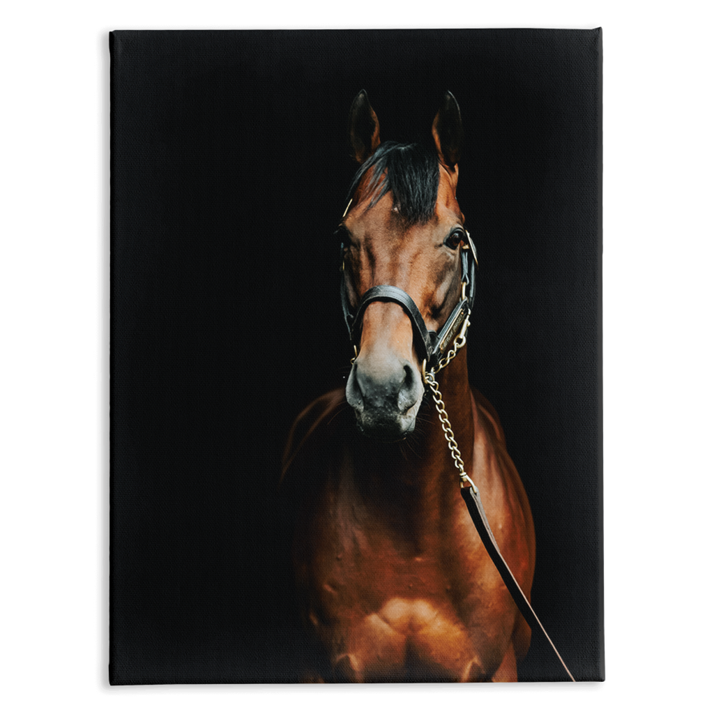 American Pharoah Series 4, Stretched Canvas