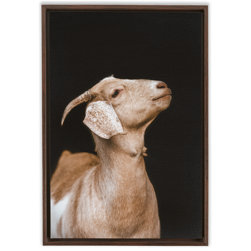 Happy Goat Series 2, Framed Canvas