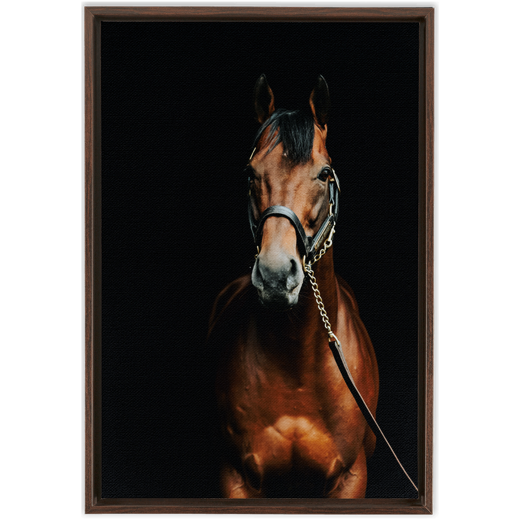 American Pharoah Series 4, Framed Canvas