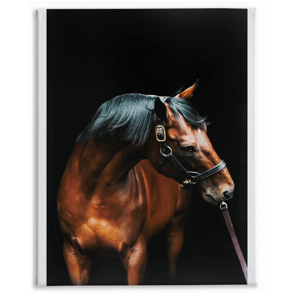 American Pharoah Series 3, Stretched Canvas