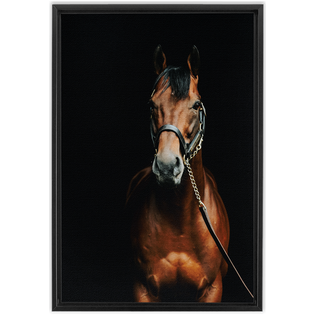 American Pharoah Series 4, Framed Canvas