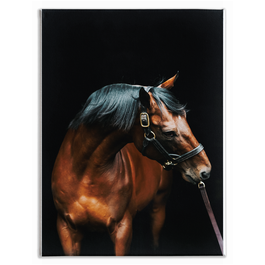 American Pharoah Series 3, Stretched Canvas