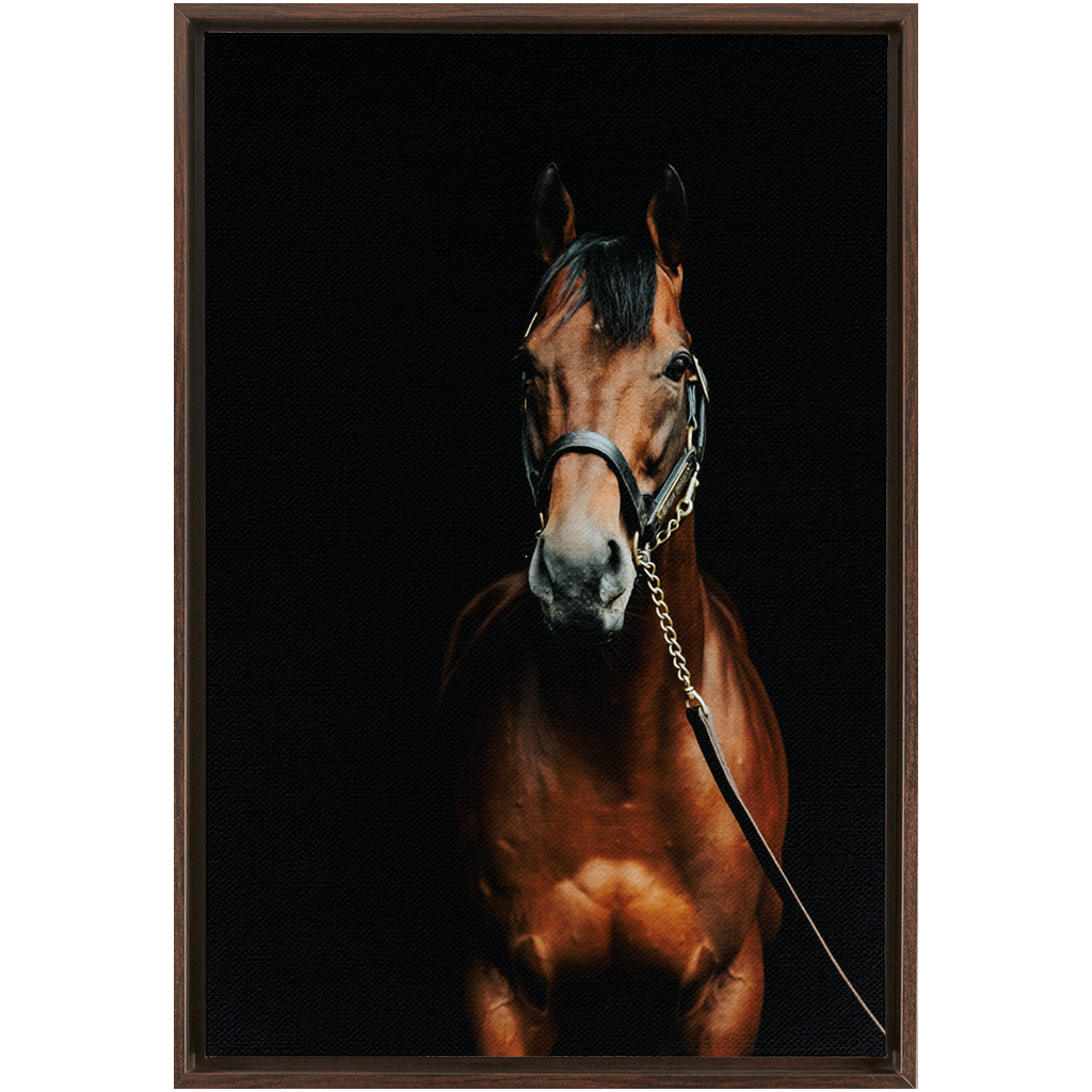 American Pharoah Series 4, Framed Canvas