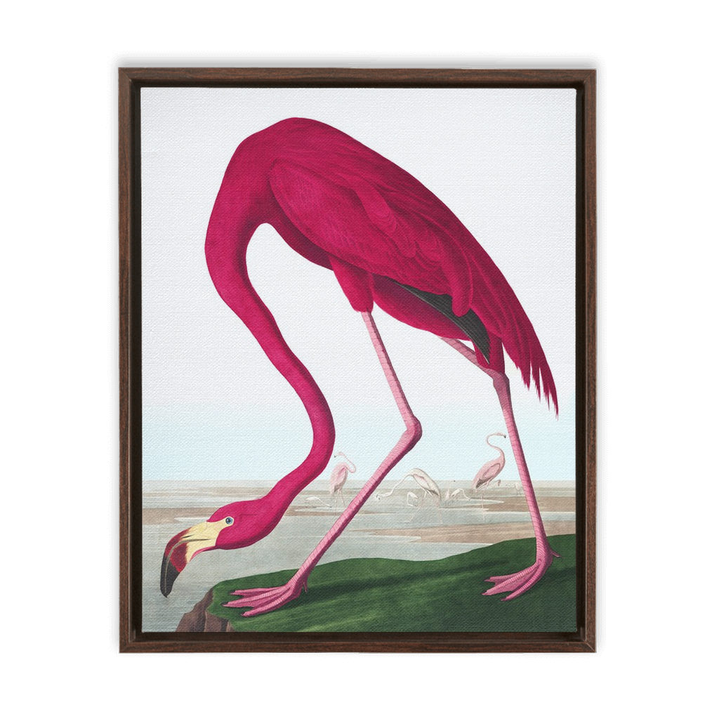 Modern Audobon Flamingo, Framed Canvas
