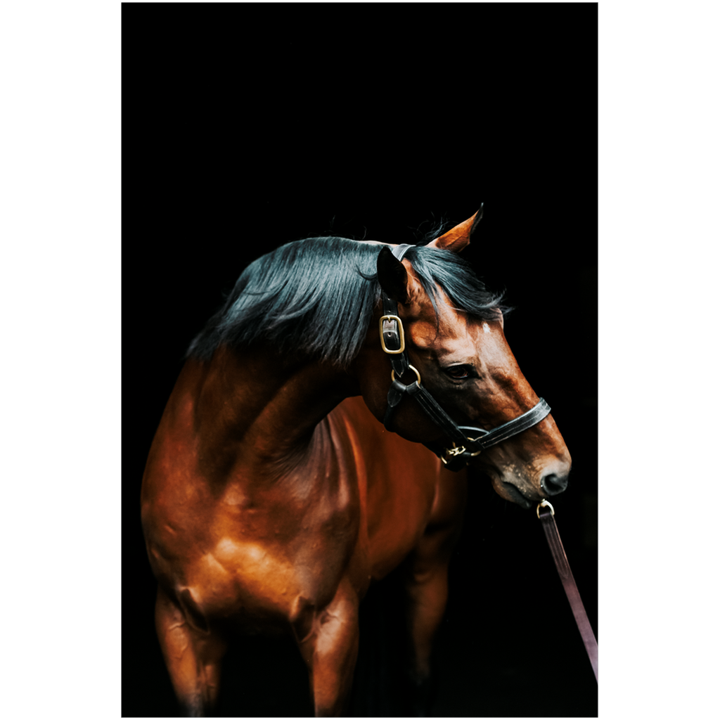 American Pharoah Series 3, Print