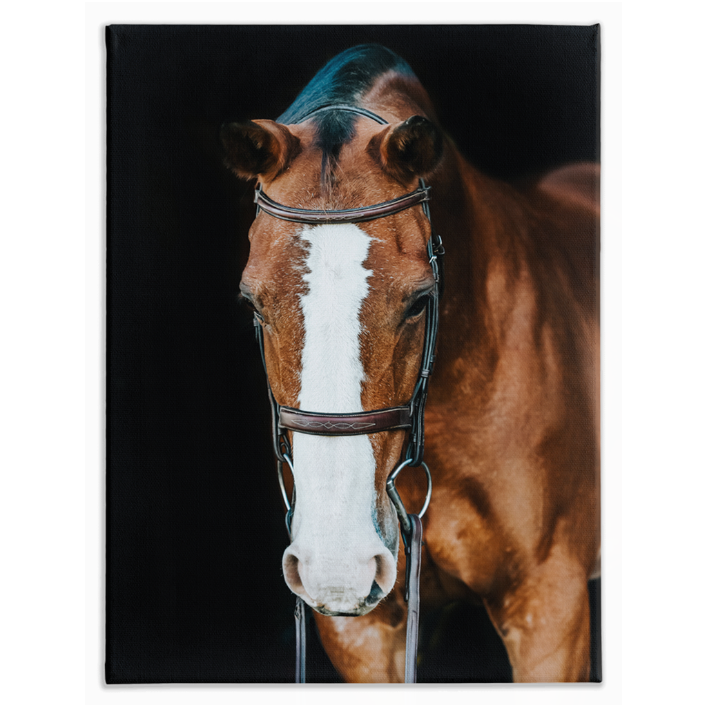 Huntsman Series 6, Stretched Canvas